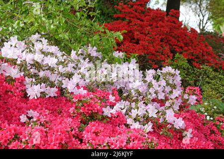 Rosa Rhododendren ÔmucronatumÕ und Ôima shojoÕ in Blüte. Stockfoto