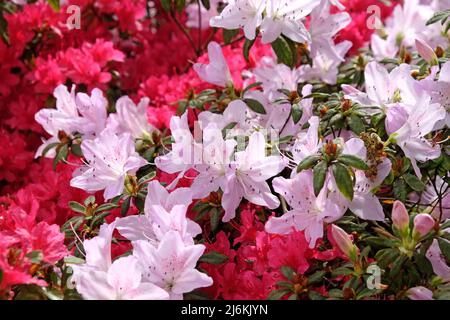 Rosa Rhododendren ÔmucronatumÕ und Ôima shojoÕ in Blüte. Stockfoto