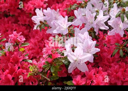 Rosa Rhododendren ÔmucronatumÕ und Ôima shojoÕ in Blüte. Stockfoto