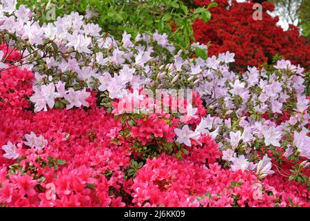 Rosa Rhododendren ÔmucronatumÕ und Ôima shojoÕ in Blüte. Stockfoto