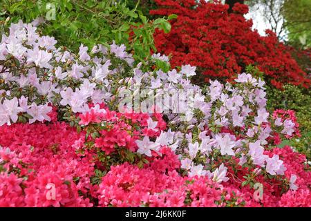 Rosa Rhododendren ÔmucronatumÕ und Ôima shojoÕ in Blüte. Stockfoto