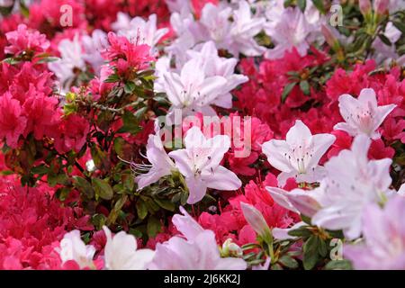 Rosa Rhododendren ÔmucronatumÕ und Ôima shojoÕ in Blüte. Stockfoto