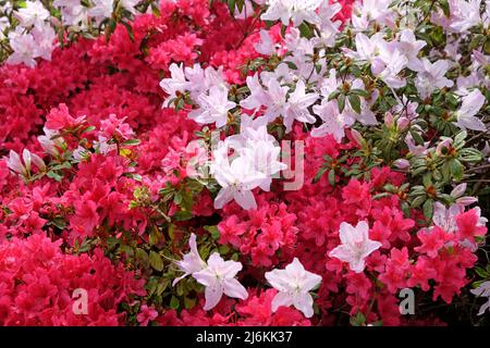 Rosa Rhododendren ÔmucronatumÕ und Ôima shojoÕ in Blüte. Stockfoto