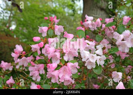 Rosa Rhododendrons ÔBrocadeÕ in Blüte Stockfoto