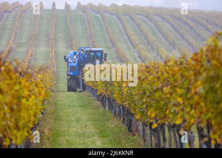 Weinlese mit einem Mähdrescher, Südmähren, Tschechische Republik Stockfoto