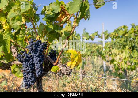 Typischer Weinberg mit blauen Trauben in der Nähe von Chateauneuf-du-Pape, Cotes du Rhone, Frankreich Stockfoto
