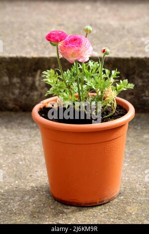 Rosa Buttercup oder Ranunculus Rosa krautige blühende Zierpflanzen mit bunt gefärbten, dicht geschichteten rosa Hermaphrodite-Blüten Stockfoto