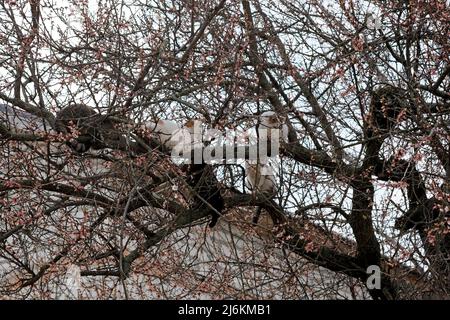 Viele verschiedene Katzen sitzen auf einem Baum zwischen den Ästen. Aprikosenzweige im frühen Frühjahr und Katzen. Stockfoto