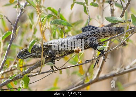 Mexiko; Baja California Sur; El Sargento; Rancho Sur, Ctenosaura hemilopha, Baja California Stachelschwanziguan Stockfoto