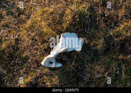Kuhknochen, gefressen von schwarzen Geiern in einer Aashalde Stockfoto
