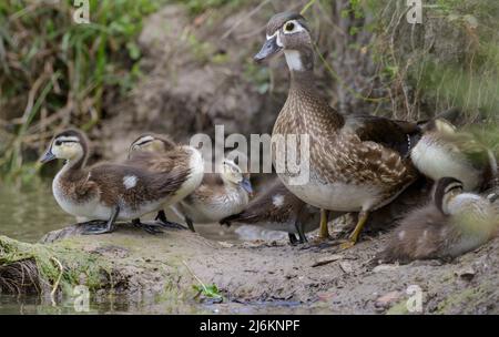Amerikanische Holzente (Aix sponsa) Weibchen mit Entchen, Brazoria County, Texas, USA. Stockfoto