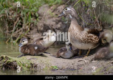 Amerikanische Holzente (Aix sponsa) Weibchen mit Entchen, Brazoria County, Texas, USA. Stockfoto
