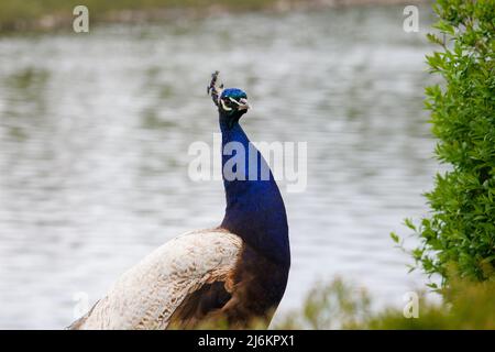 Nahaufnahme eines wunderschönen Pfaus in einem Stadtpark. Fluss im Hintergrund. Stockfoto