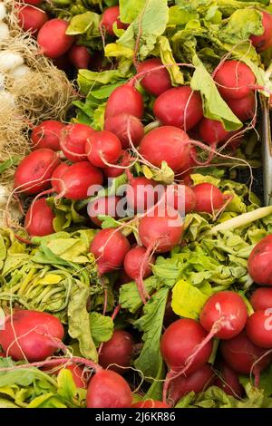 Frisch gepflückte Radieschen zum Verkauf auf dem Outdoor-Markt. Stockfoto