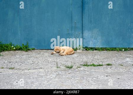 Eine rote Katze liegt in der Nähe eines blauen Metalltors. Die Katze schläft auf der Straße in der Nähe des Eingangs zum Hof. Stockfoto