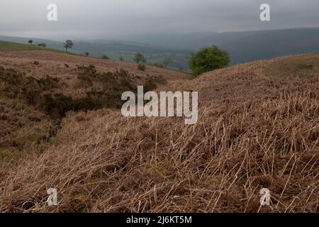 Offenes Moorland auf dem Pant-y-llyn Hill, oberhalb des Wye Valley in Wales, Großbritannien Stockfoto