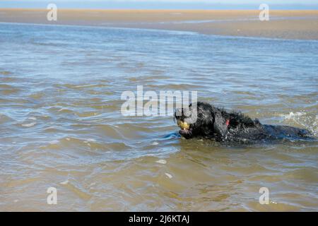 Black Dog schwimmt im Meer, trägt einen Tennisball Stockfoto