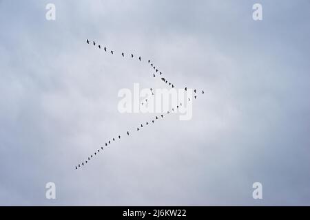 Wandergänse in V-Formation über den Norfolk Skies Stockfoto