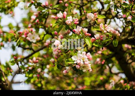 Nahaufnahme eines rosa blühenden Astes einer japanischen blühenden Kirsche Stockfoto