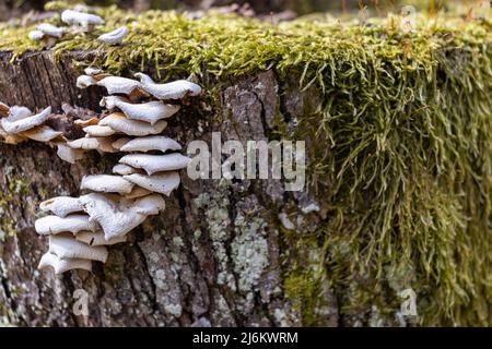 Der Stumpf ist mit Moos überwuchert. Auf dem schönen Stumpf wachsen Pilze. Nahaufnahme eines beschnitzten moosigen Baumes Stockfoto