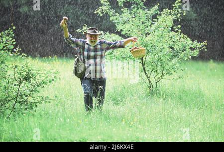 Pilze sammeln im Regen. Reifer Mann mit Pilzen im Korb über regnerischem Hintergrund. Pilz im Wald, Senior Mann sammeln Pilze in der Stockfoto