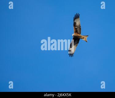 Roter Drachen gegen einen klaren blauen Himmel, der über Hertfordshire fliegt, Stockfoto