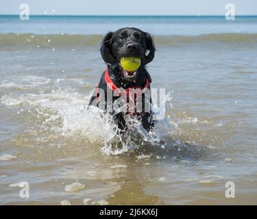 Black Dog ruft einen Tennisball aus dem Meer Stockfoto