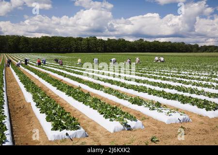 Mexikanische Arbeiter ernten Erdbeeren auf einem Feld, Ile d'Orleans, Quebec, Kanada. Stockfoto