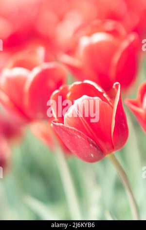Tulpen in den Niederlanden im Frühjahr Stockfoto