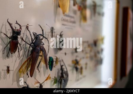 In einer Insektensammlung wurden exotische Arten von Coleoptera-Käfer festgesteckt Stockfoto