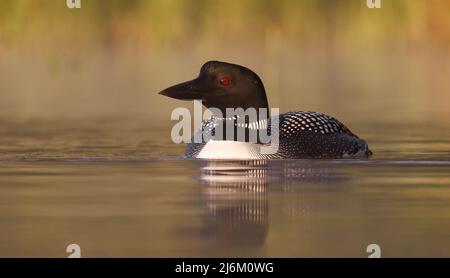 Gemeiner Loon und Küken in Maine Stockfoto