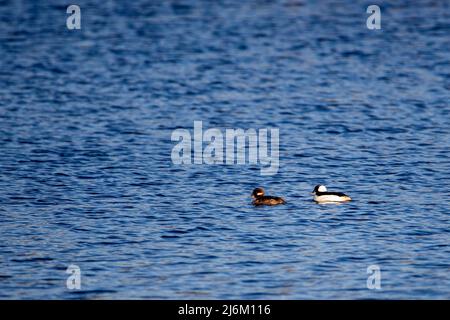 Bufflehead (Bucephala albeola) schwimmend am Wausauer See mit Kopierraum, horizontal Stockfoto