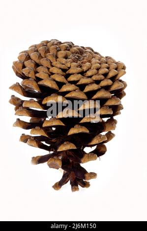 Ein einziger Koniferkegel oder ein Kieferkegel Stockfoto