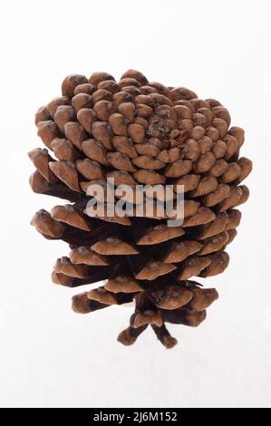 Ein einziger Koniferkegel oder ein Kieferkegel Stockfoto