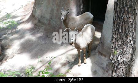 Los Angeles, California, USA 25.. April 2022 Desert Bighorn Schafe im LA Zoo am 25. April 2022 in Los Angeles, Kalifornien, USA. Foto von Barry King/Alamy Stockfoto Stockfoto