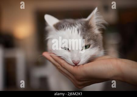 Die junge Frau füttert ihre schöne Katze aus den Händen. Charmante Haustiere und die Menschen tendance sie Stockfoto