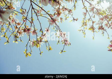 Weiße und rosafarbene Magnolienblüten auf Ästen mit blauem Himmel Hintergrund Stockfoto