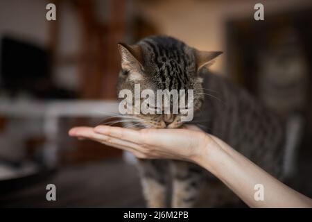 Die junge Frau füttert ihre schöne Katze aus den Händen. Charmante Haustiere und die Menschen tendance sie Stockfoto