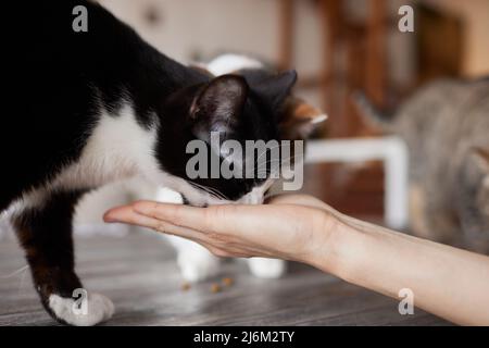 Die junge Frau füttert ihre schöne Katze aus den Händen. Charmante Haustiere und die Menschen tendance sie Stockfoto