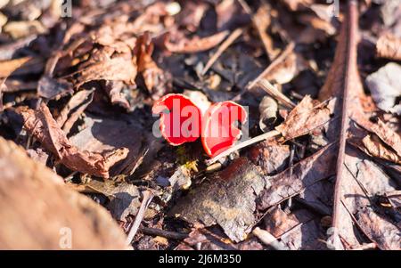 Scharlachrote Elfcup (Sarcoscypha Austriaca) ein essbarer Pilz im Wald Stockfoto