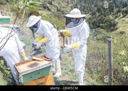 Eine Gruppe von Imkern, die auf dem Feld arbeiten und Honig aus den Bienenstöcken ernten Stockfoto