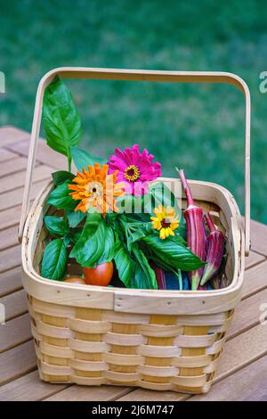 Ernten Sie im Sommer selbst angebaute Bio-Produkte mit Zinnien, Erbstück-Tomaten, Jing Orange Okra und Basilikum in einem Holzkorb. Gesundes Wohnkonzept. Stockfoto