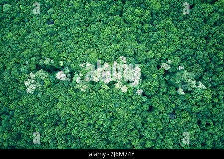 Von oben nach unten flache Luftaufnahme des dunklen üppigen Waldes mit blühenden grünen Bäumen Vordächern im Frühjahr Stockfoto