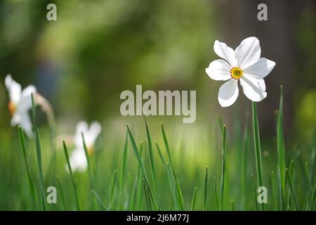 Weiße, zarte Narzissen blühen im sonnigen Garten des Frühlings Stockfoto