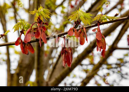 Die Samen eines silbernen Ahornbaums im Frühling. Stockfoto