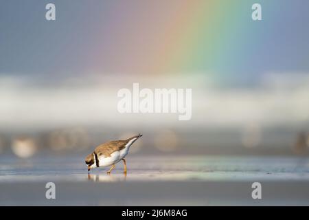Nach dem morgendlichen Regen scheint ein Regenbogen, während sich am Strand in Ocean Shores, Washington, ein halbverdientter Pflügen ernährt. Stockfoto