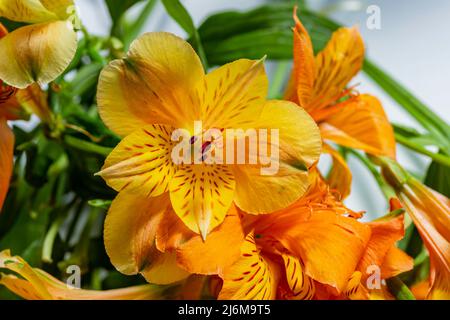 Blick auf gelbe Blumen Maiglöckchen der Inkas aus nächster Nähe Stockfoto
