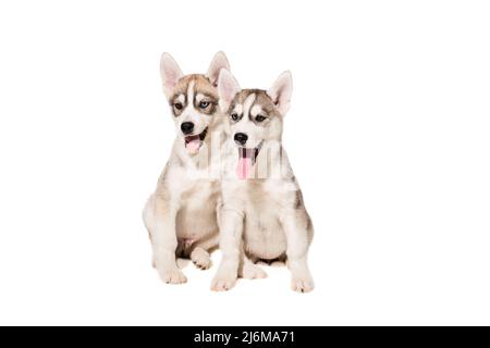 Zwei Welpen Rasse der Schlittenhunde auf weißem Hintergrund Stockfoto