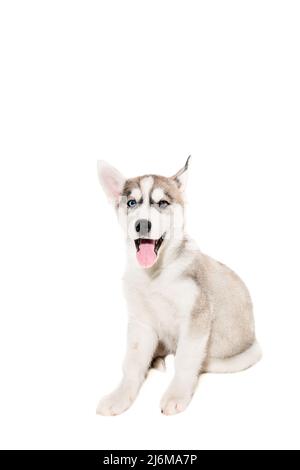 Süße kleine Husky Welpe auf weißem Hintergrund Stockfoto