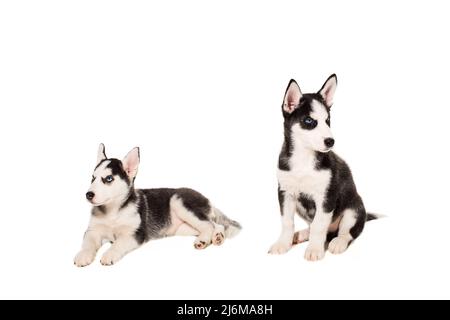 Zwei Welpen Rasse der Schlittenhunde auf weißem Hintergrund Stockfoto